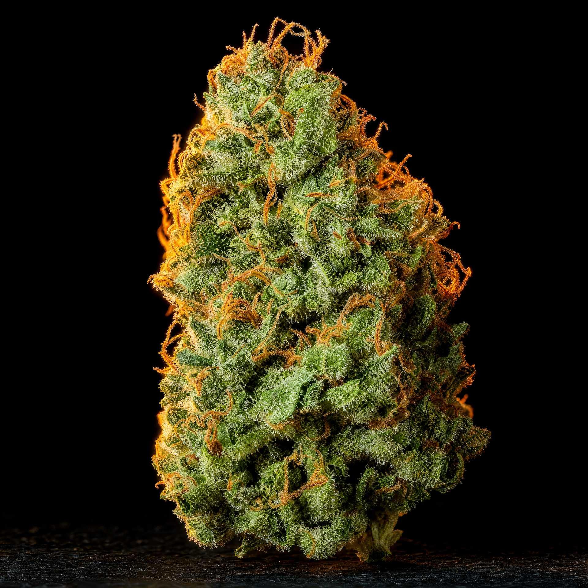 DURBAN POISON