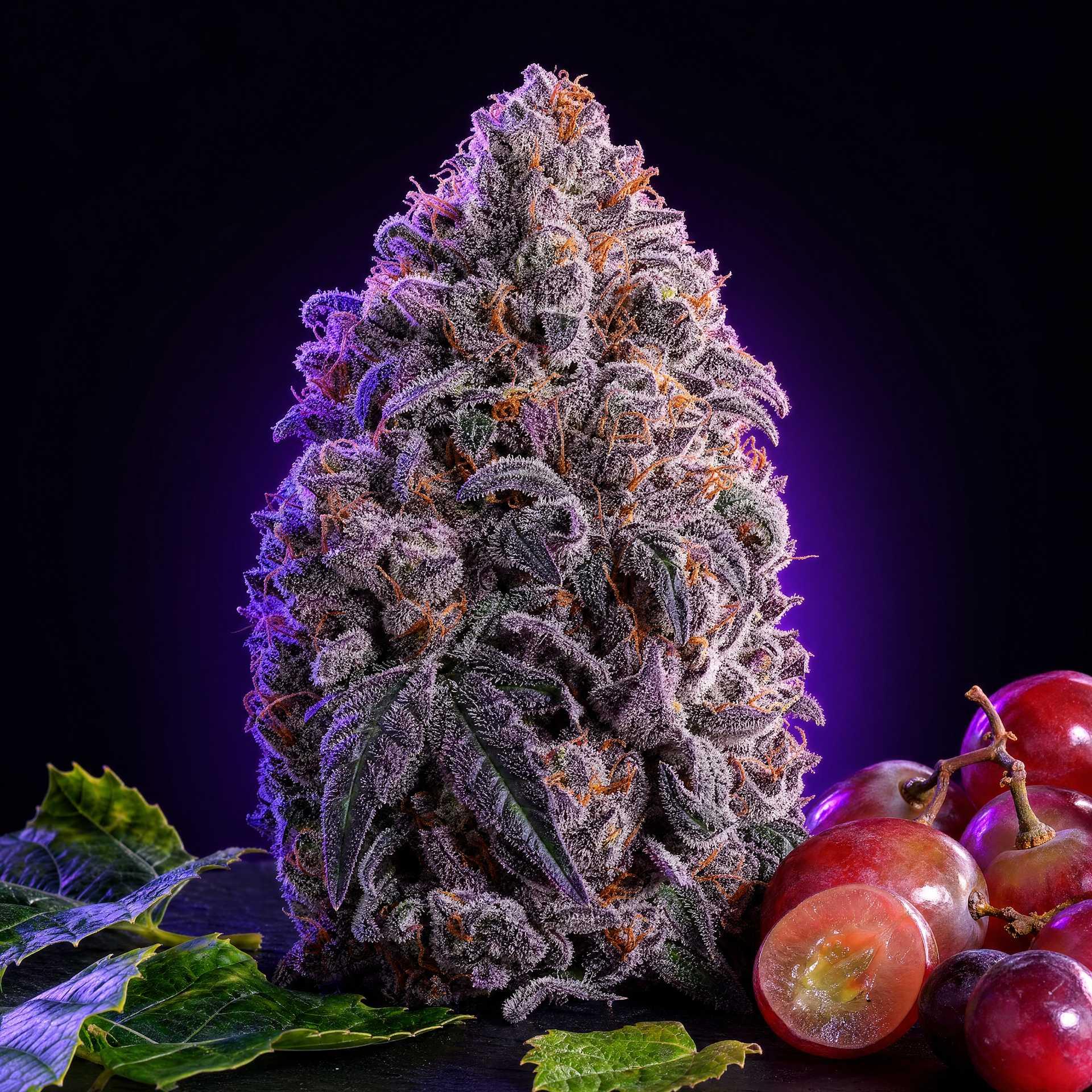 GRANDADDY PURPLE